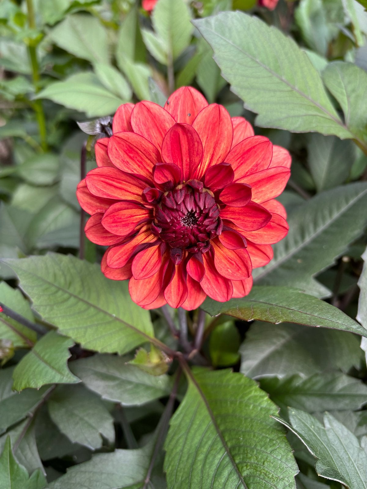 Dahlia Invitation - Prachtige Rode Dahlia Knollen, Ophalen of Verzenden, Voorjaar, Volle zon, Knol