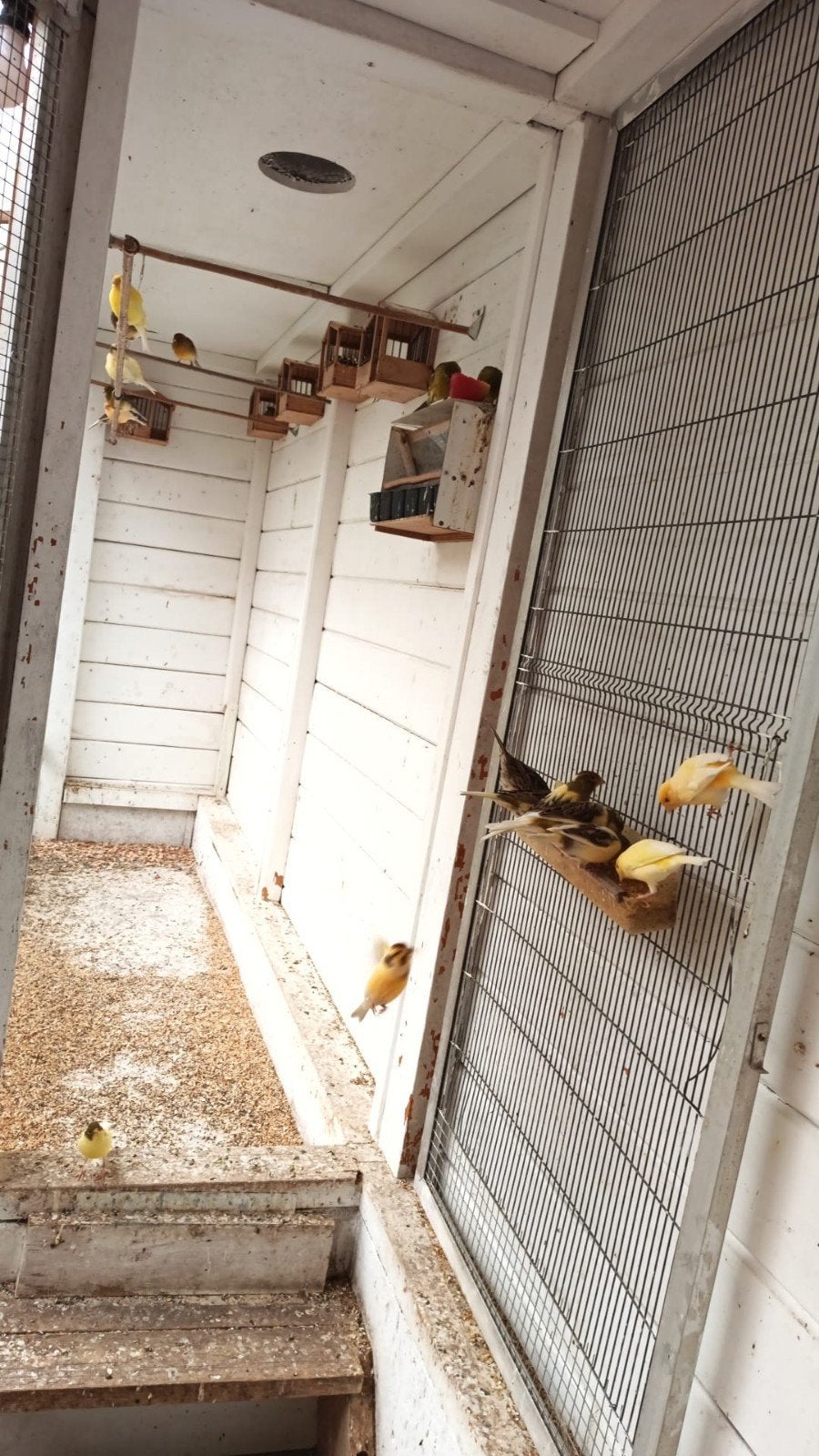 Kanaries ruilen 🦜, Dieren en Toebehoren, Meerdere dieren