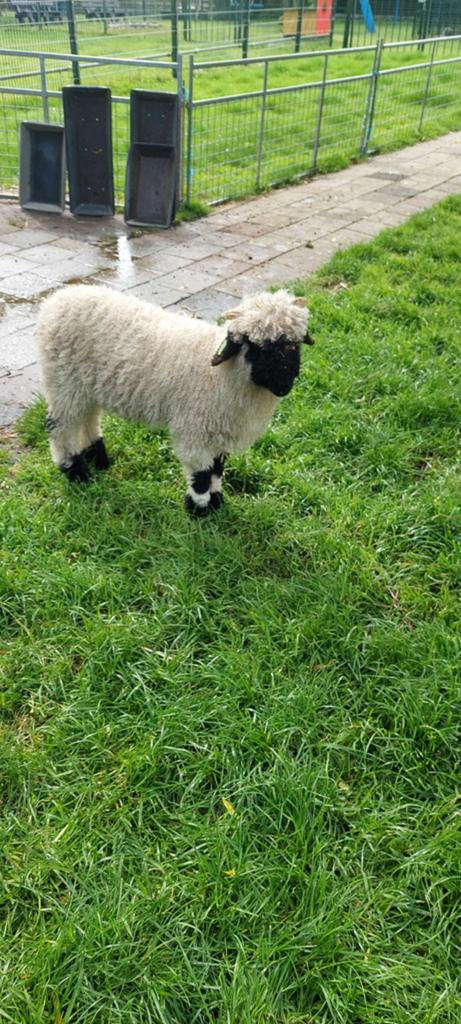 Gezocht / te koop/ ruilen walliser swarznase rammetje, Mannelijk, Schaap, 0 tot 2 jaar