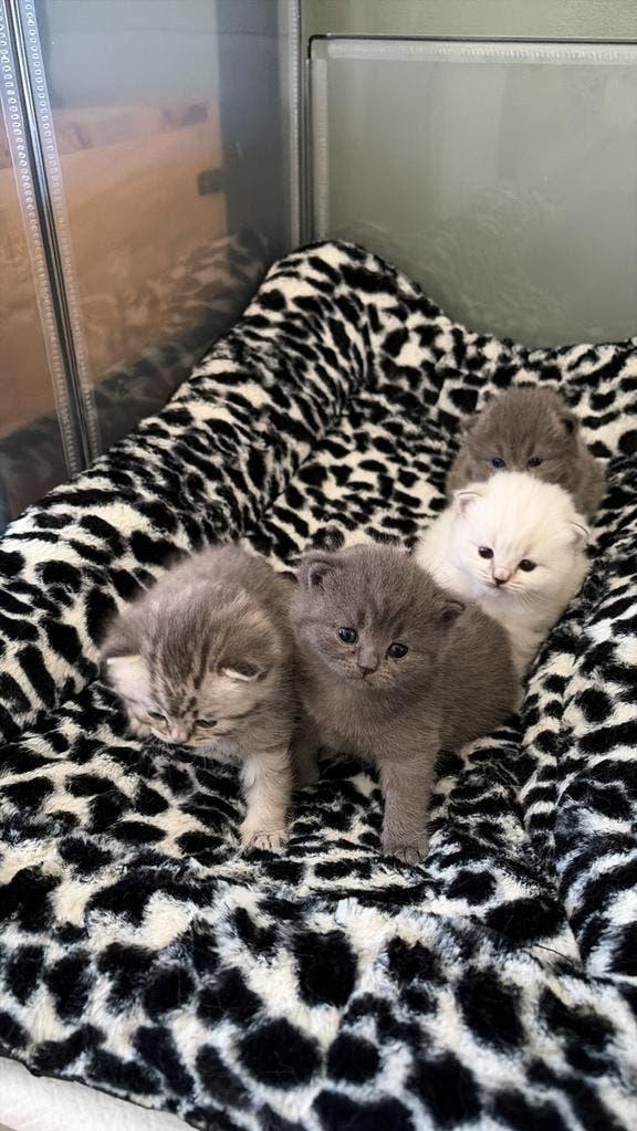 Prachtige Britse Korthaar Kittens, Dieren en Toebehoren, Katten en Kittens | Raskatten | Korthaar, Meerdere dieren, Ingeënt, 0 tot 2 jaar