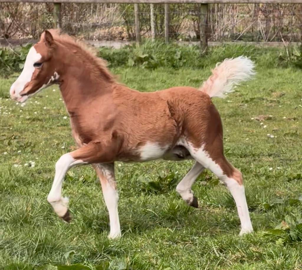 Zeer opvallend Welsh A hengstveulen, Dieren en Toebehoren, Pony's, Met stamboom, Niet van toepassing, 0 tot 2 jaar, Hengst
