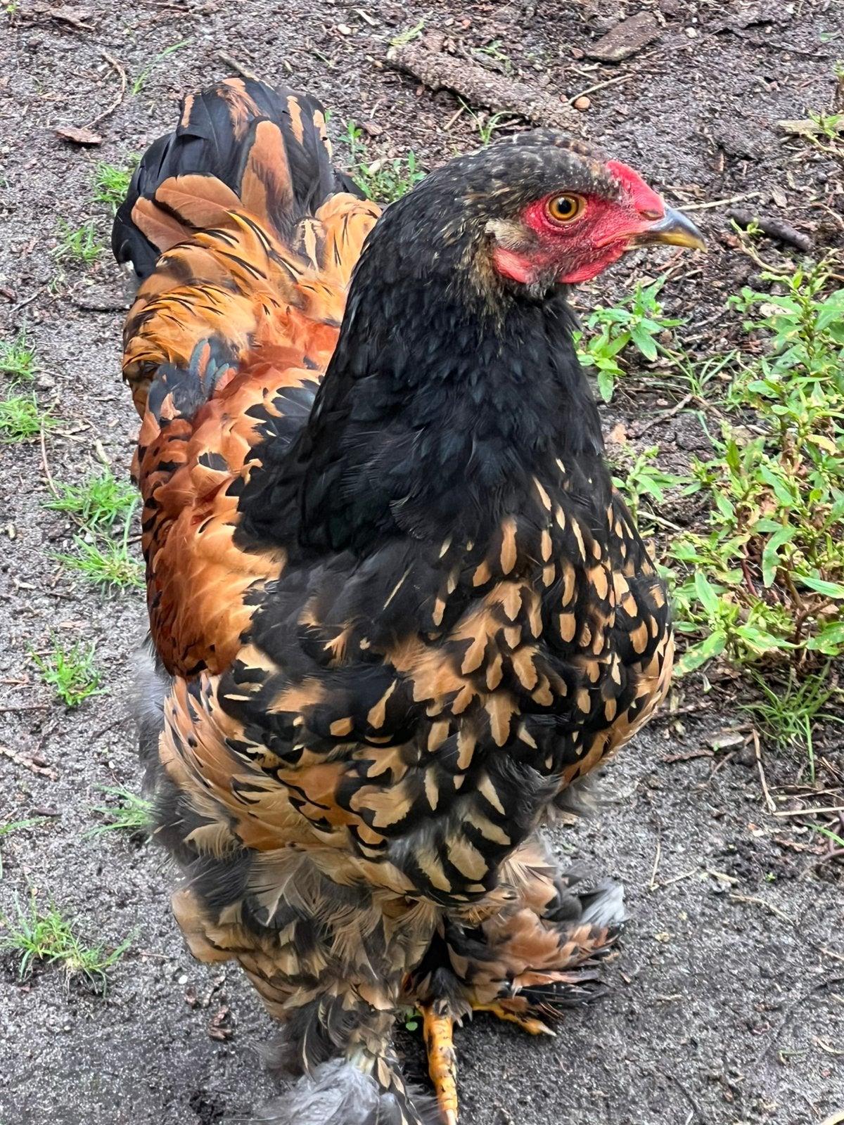 Brahma hanen Goud zwart gezoomd verschillende leeftijden, Dieren en Toebehoren, Pluimvee, Mannelijk, Kip