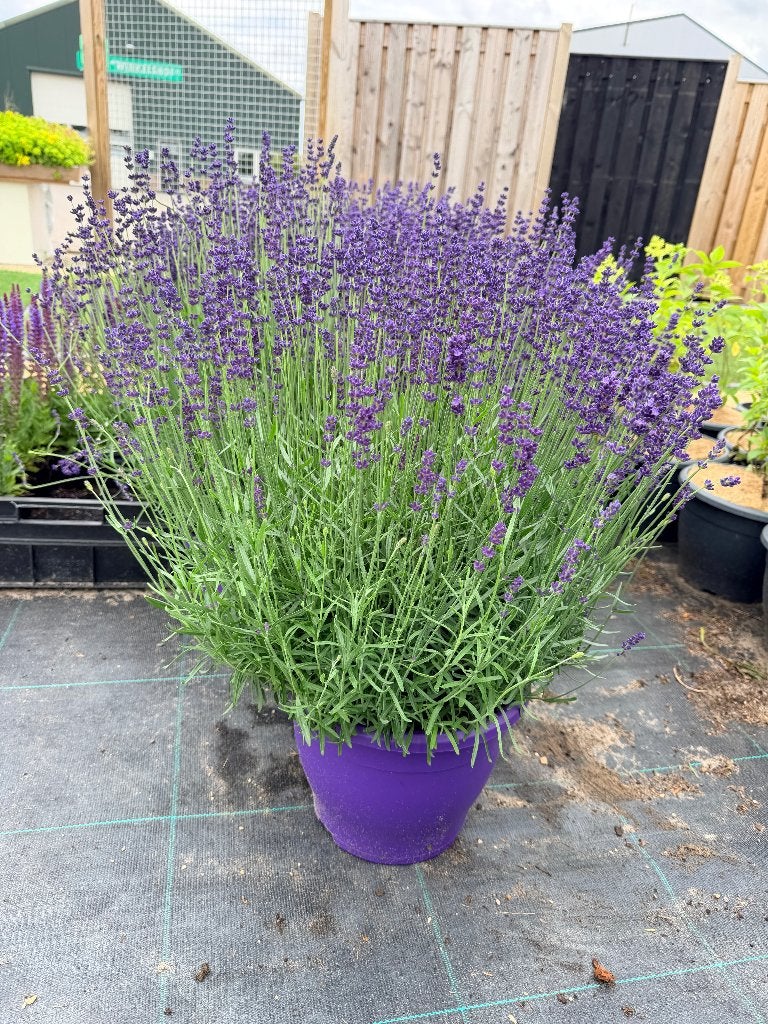 Lavendel, Ophalen of Verzenden, Vaste plant, Bodembedekkers, Volle zon