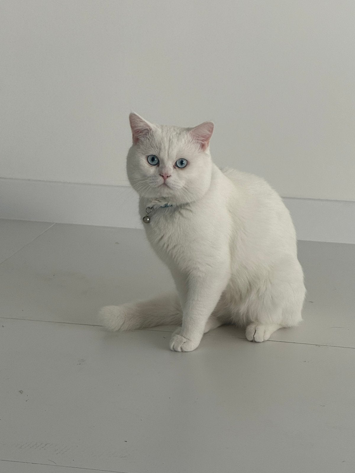 Witte kat het is mannetje 2 jaar, 0 tot 2 jaar