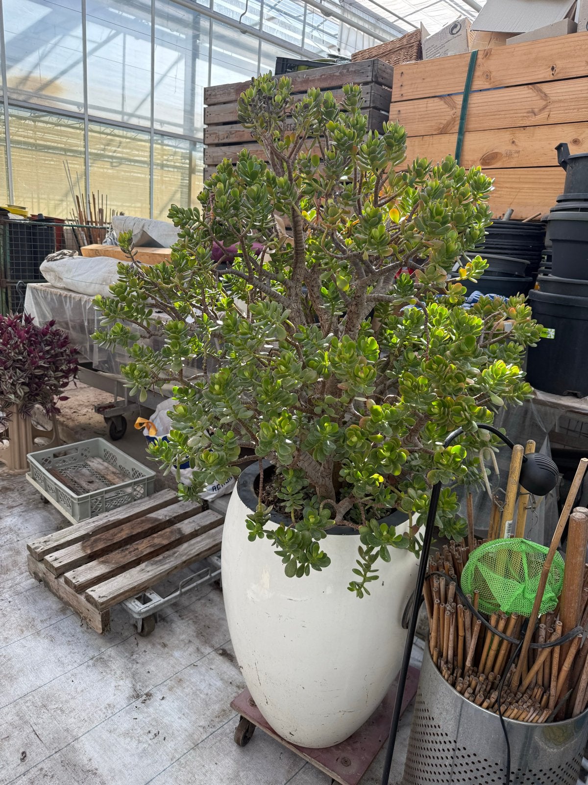 Grote Crassula Ovata (Jadeplant) in Witte Pot, Overige soorten, Volle zon, Vaste plant, Ophalen of Verzenden