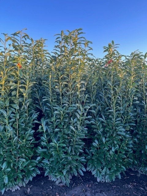 Prunus Laurocerasus 'Genolia', haagplant groenblijvend 🍀, Tuin en Terras, Planten | Struiken en Hagen, Ophalen, Laurier, 100 tot 250 cm