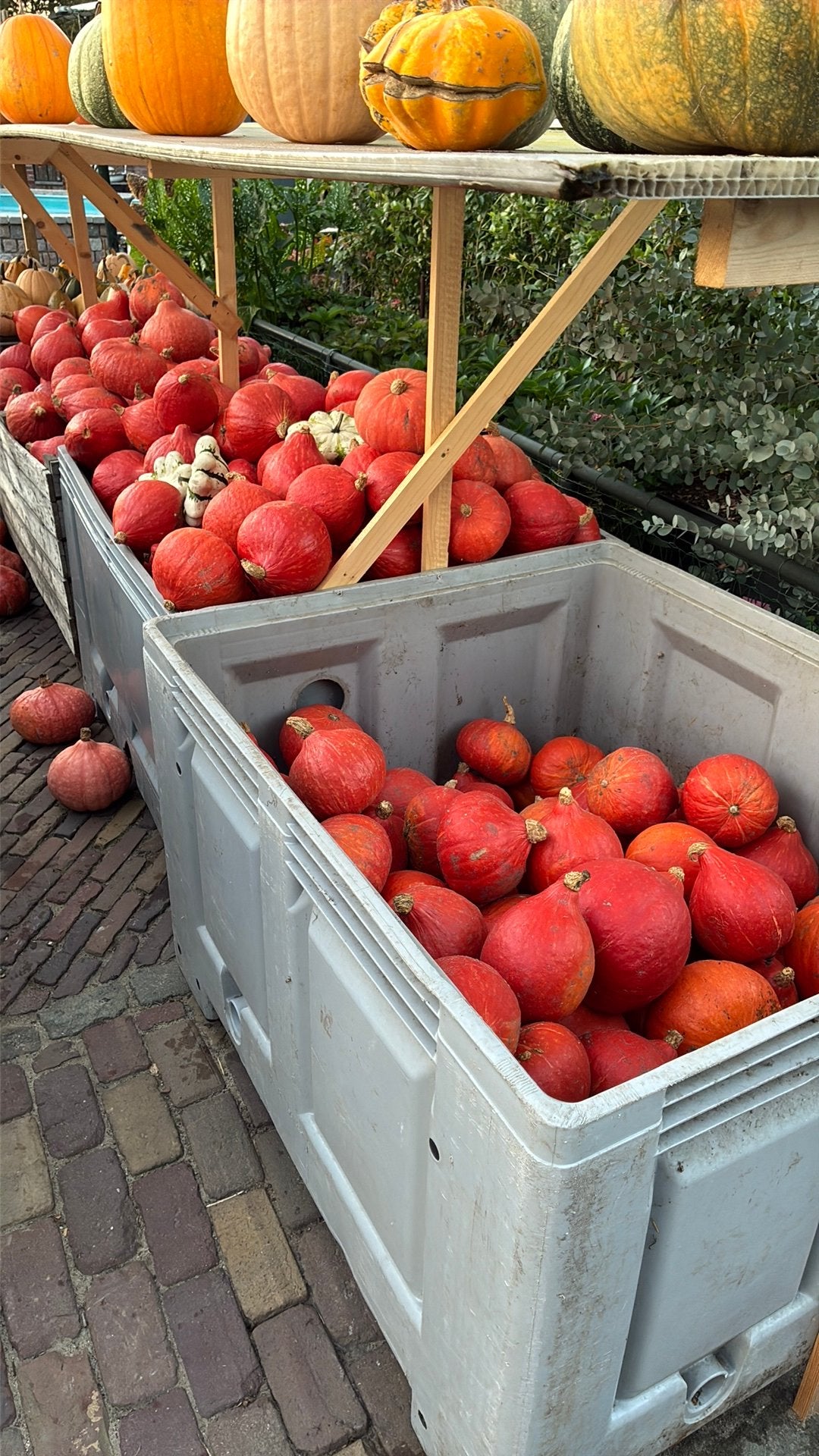 Pompoenen en Kalebassen Halloween, Ophalen of Verzenden, Zo goed als nieuw
