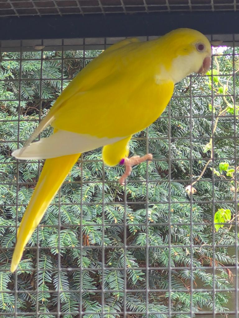 Lutino muisparkiet (pop) van mei25, Vrouwelijk, Kleurkanarie