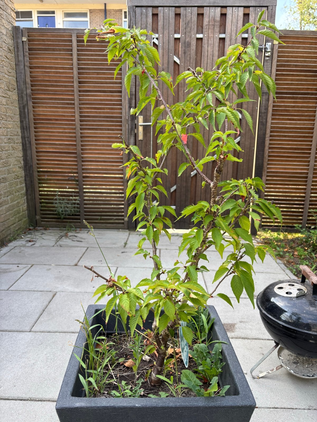 Prunus 'Brilliant' - Sierkers in pot, Volle zon, Vaste plant, Lente, Ophalen