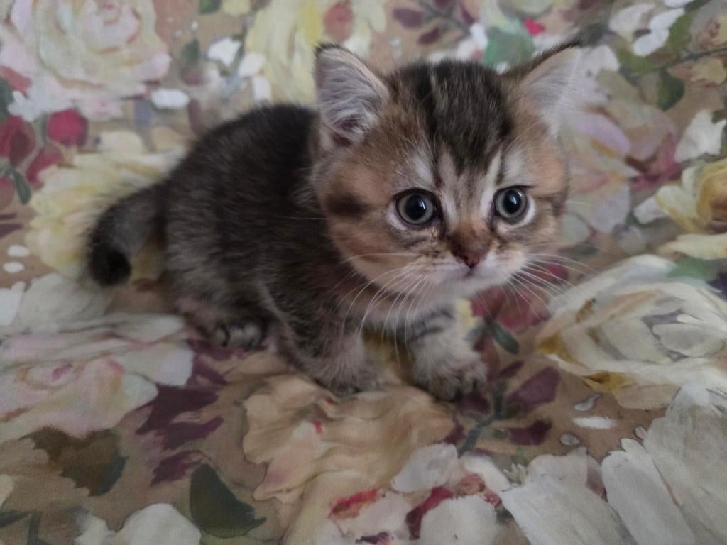 Kittens, Britse Korthaar, Katers., 0 tot 2 jaar