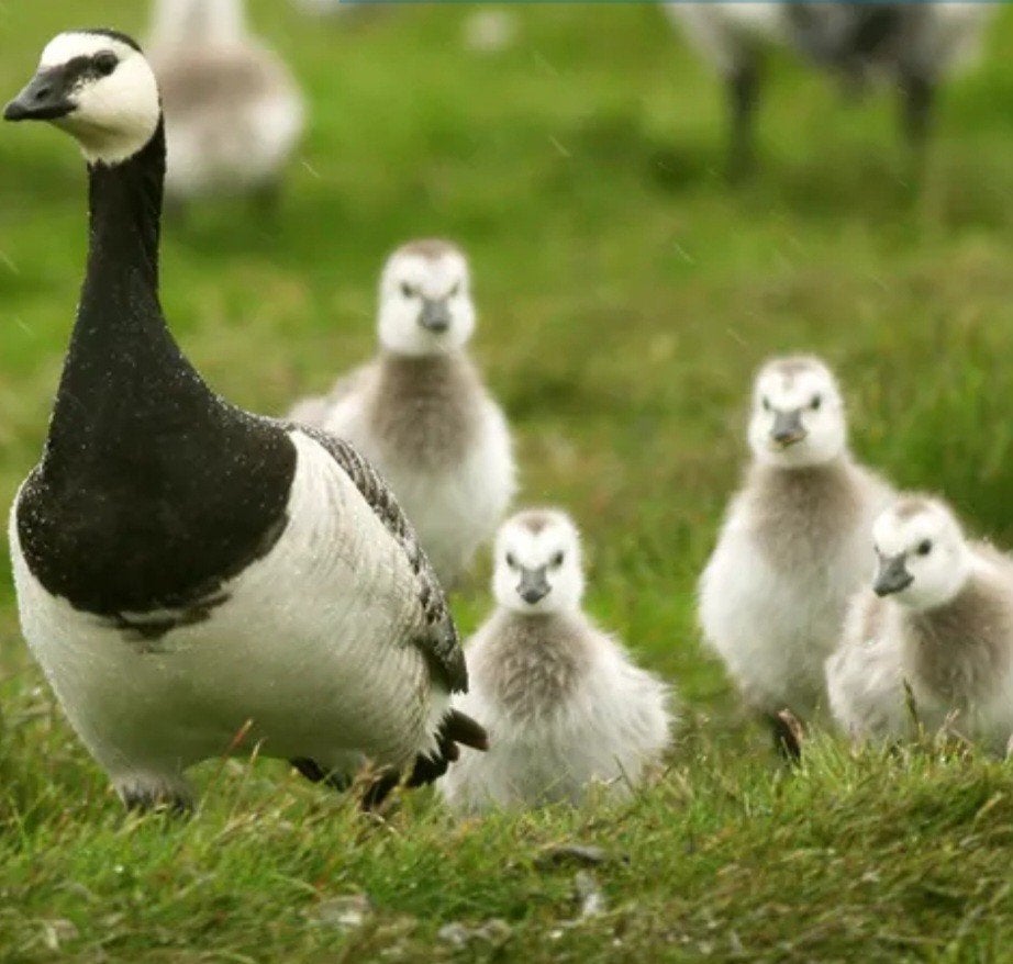 Te koop Brandganzen kuikens, Dieren en Toebehoren, Meerdere dieren, Gans of Zwaan
