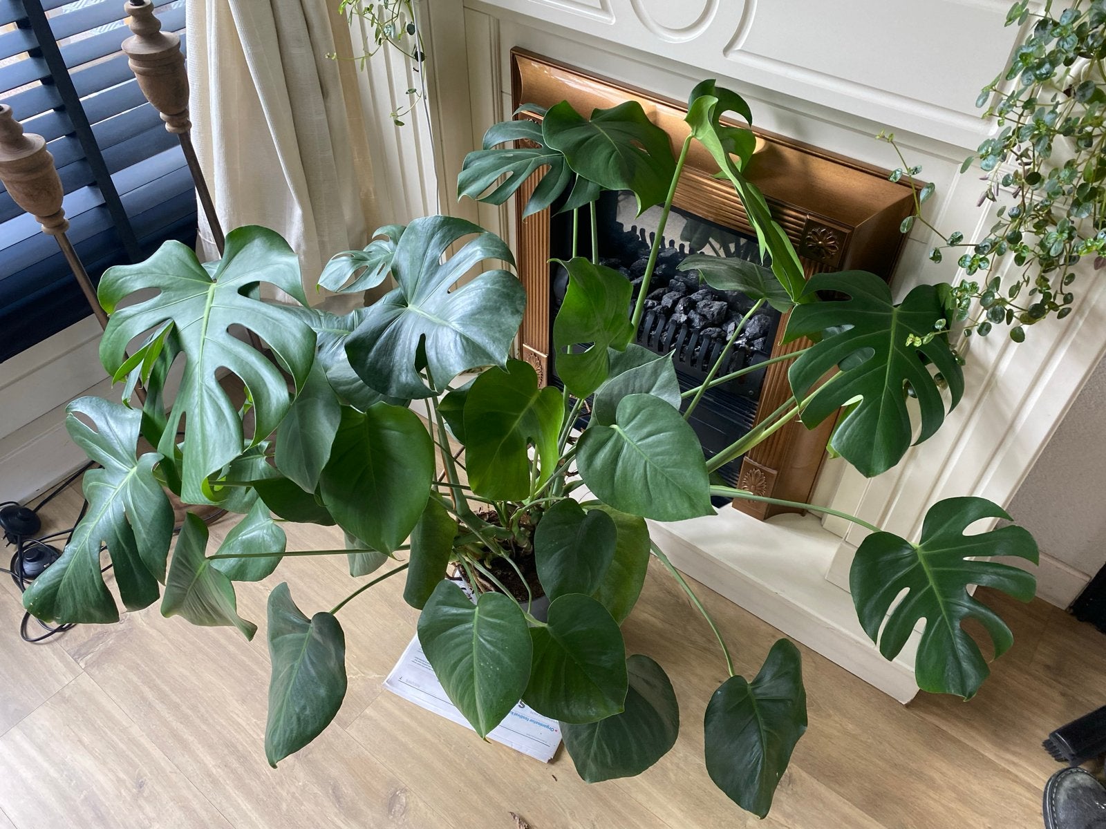 Grote Monstera Deliciosa - Kamerplant, Huis en Inrichting, Kamerplanten, Ophalen, 100 tot 150 cm, Overige soorten, Halfschaduw