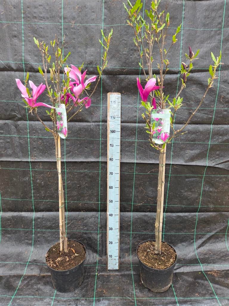 Magnolia op stam - Prachtige bloeiende boom voor uw tuin, Tuin en Terras, Planten | Tuinplanten, Volle zon, Vaste plant, Lente