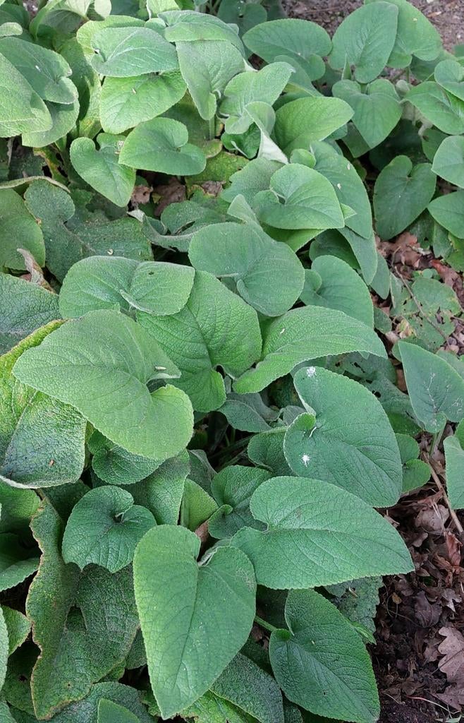 Brandkruit  (Phlomes russeliana), Ophalen, Overige soorten