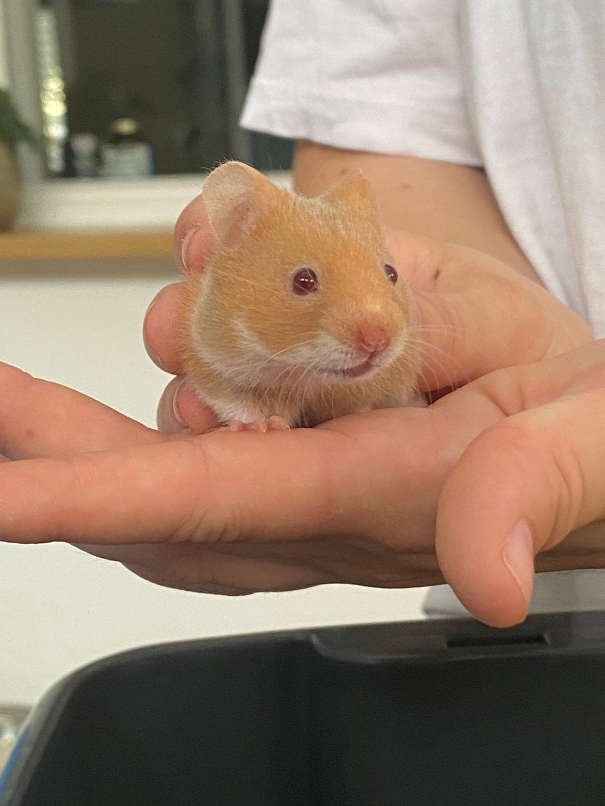 Goudhamster, Hamster, April, Vrouwelijk, Tam