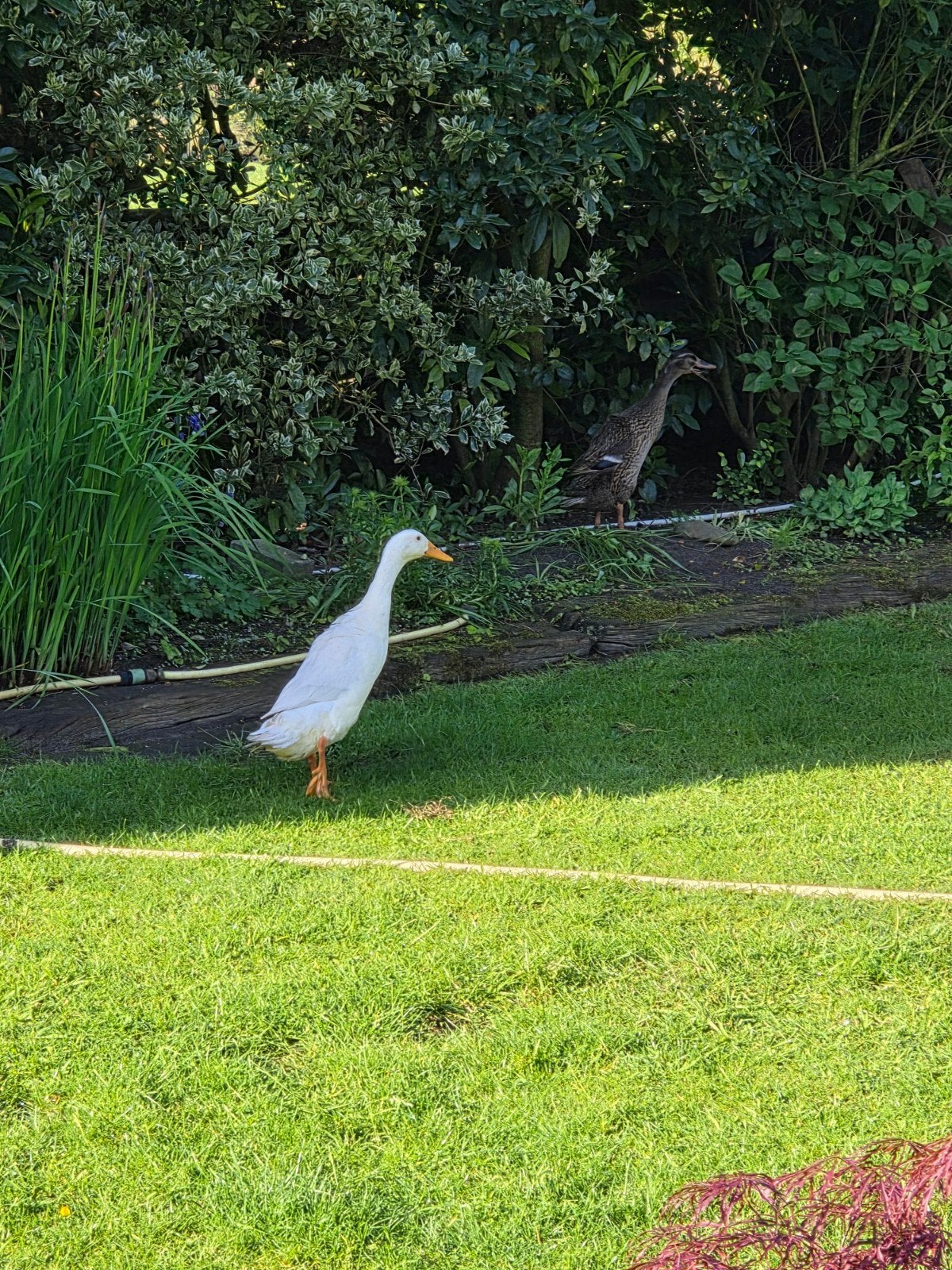 Witte loopeend (woerd)