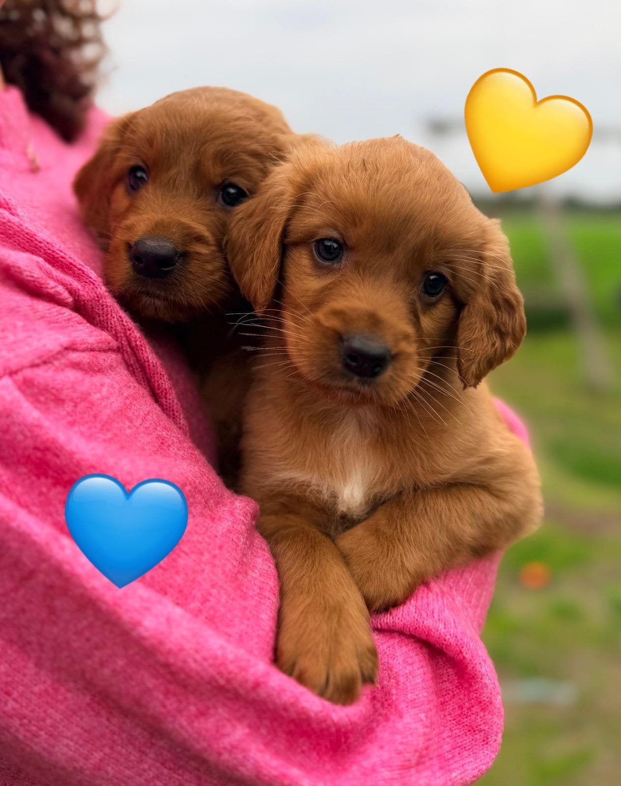 Lieve Irish Toller pups (Toller x Setter), CDV (hondenziekte), Overige rassen, 8 tot 15 weken, Meerdere