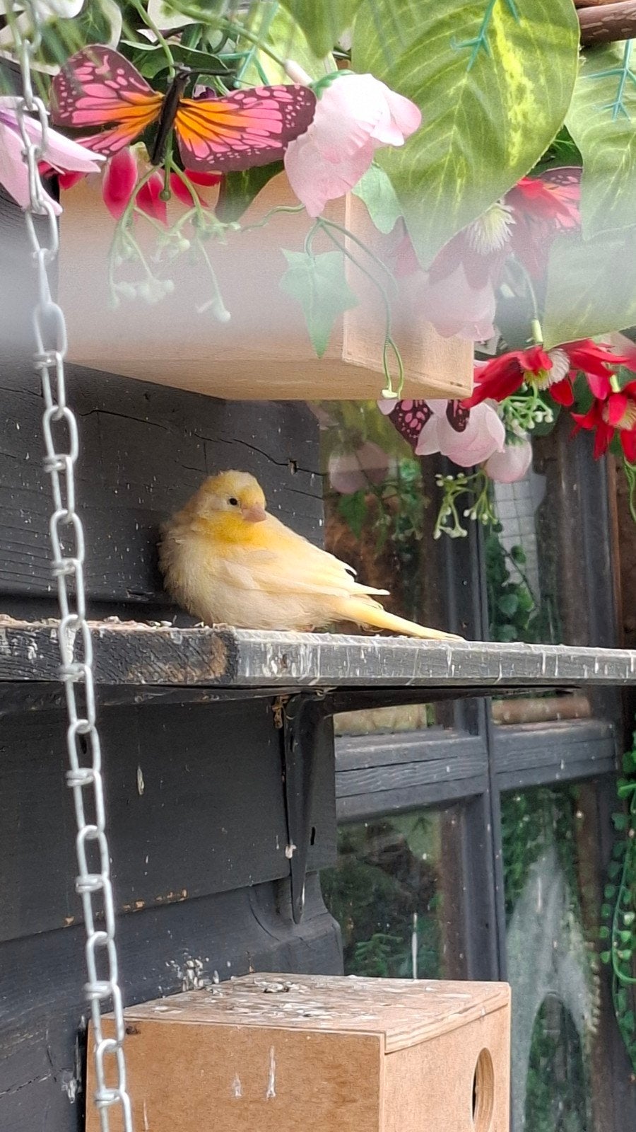 Gratis kanarie, Dieren en Toebehoren, Vogels | Kanaries, Geslacht onbekend, Kleurkanarie