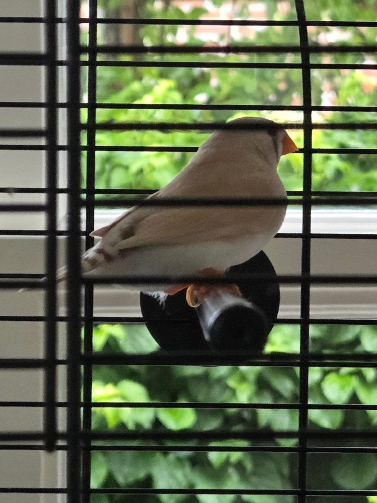 Zebravink pop, Vrouwelijk, Tropenvogel