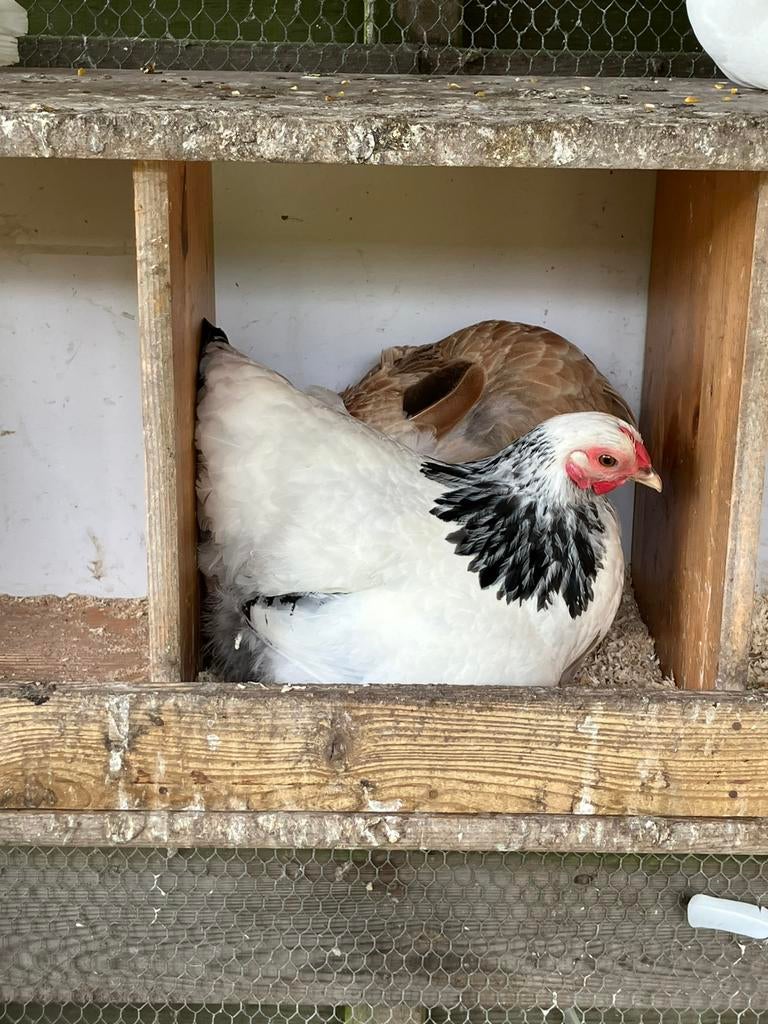 Wyandotte kriel Zwart/wit Columbia en Zalm, Dieren en Toebehoren, Vrouwelijk