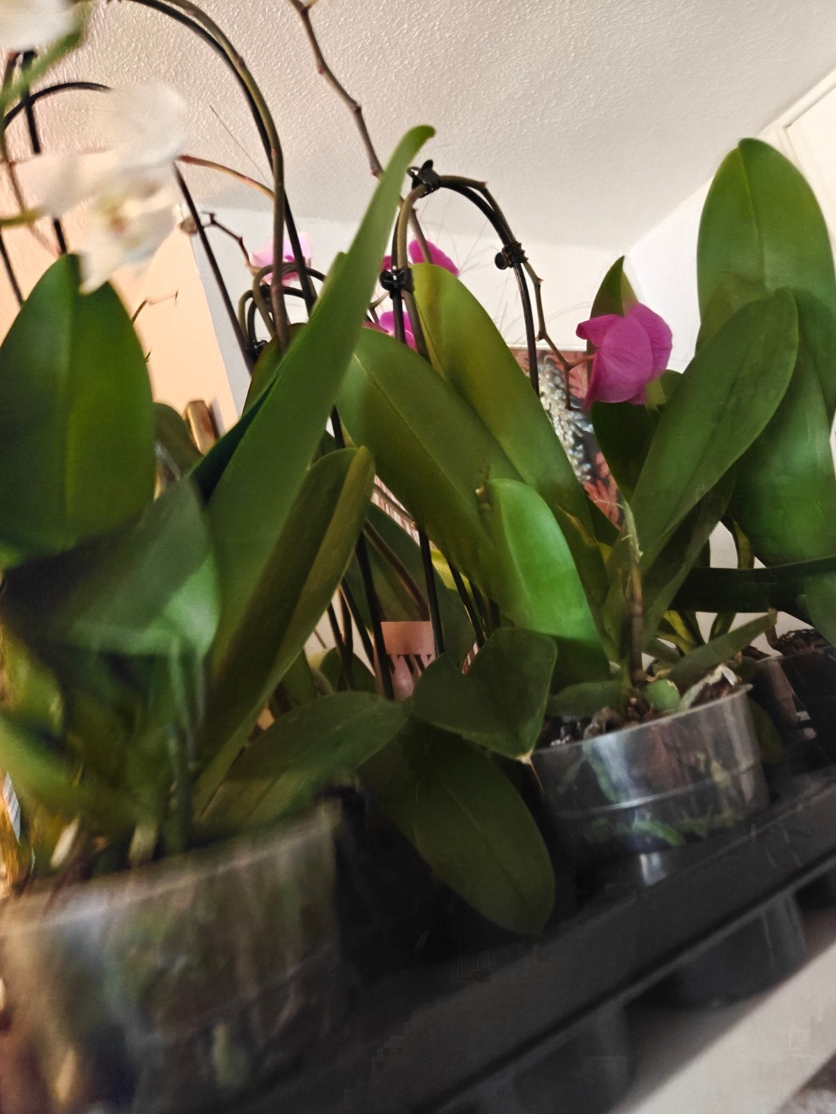 Prachtige Witte Orchideeën in Pot - Diverse Soorten, Ophalen of Verzenden, In pot, Halfschaduw, Minder dan 100 cm