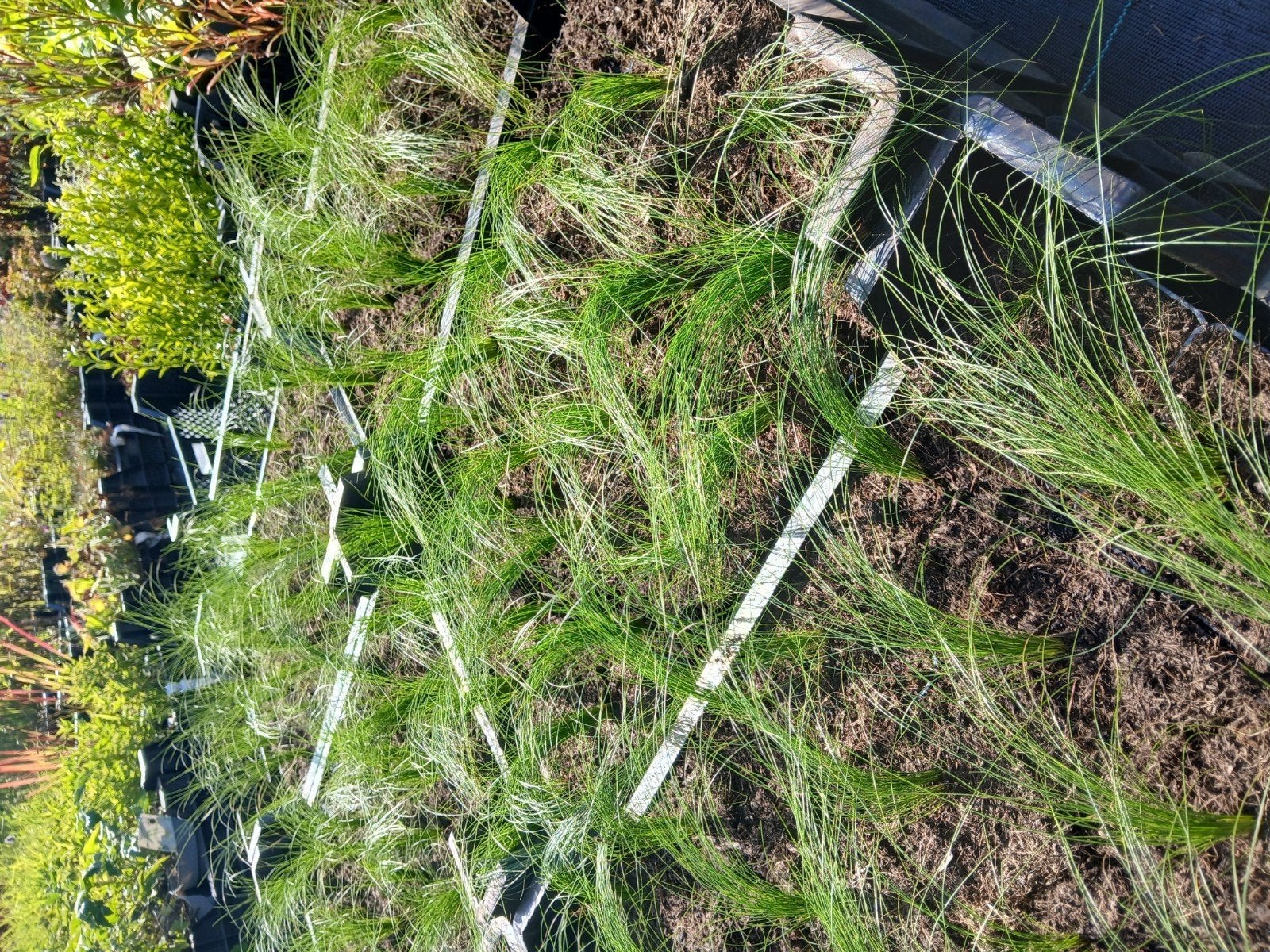 Stipa Ponytail Vedergras - Sierlijk en Onderhoudsvriendelijk, Volle zon, Vaste plant, Siergrassen, Ophalen of Verzenden
