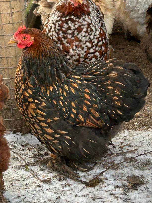 Cochin kriel duo, Dieren en Toebehoren, Pluimvee, Kip, Meerdere dieren