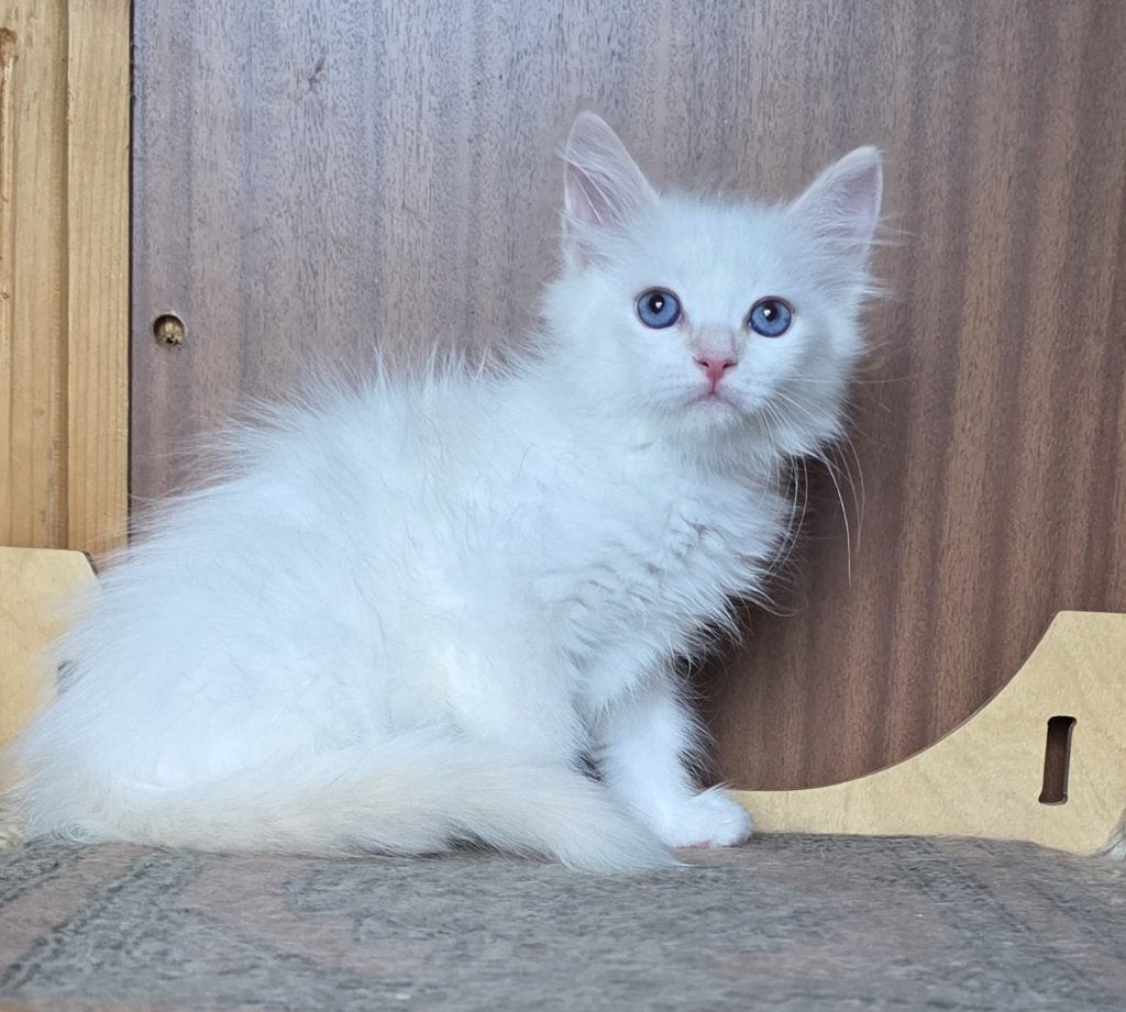Prachtige, raszuivere Neva Masquerade kittens met stamboom, Meerdere dieren, Met stamboom, 0 tot 2 jaar