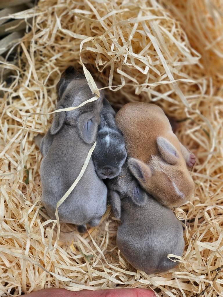 Minilops, Dieren en Toebehoren, Konijnen, Meerdere dieren, Groot