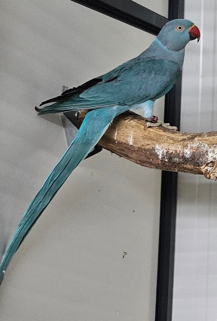 Blauw halsbandparkiet, Dieren en Toebehoren, Geslacht onbekend, Parkiet, Geringd