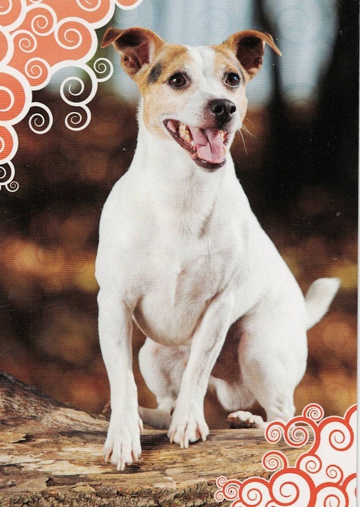 Jack Russell Terrier 479, Ophalen of Verzenden, 1980 tot heden, Ongelopen, Hond of Kat