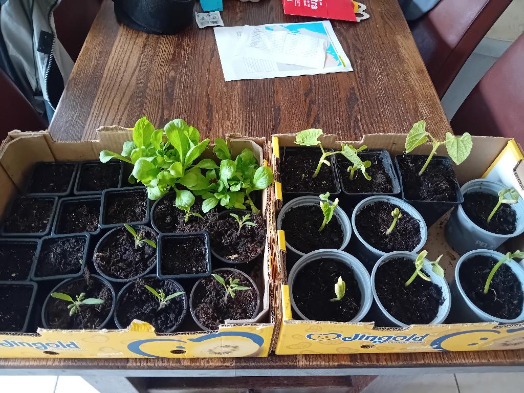 Groenteplantjes, Ophalen, Volle zon, Groenteplanten, Eenjarig