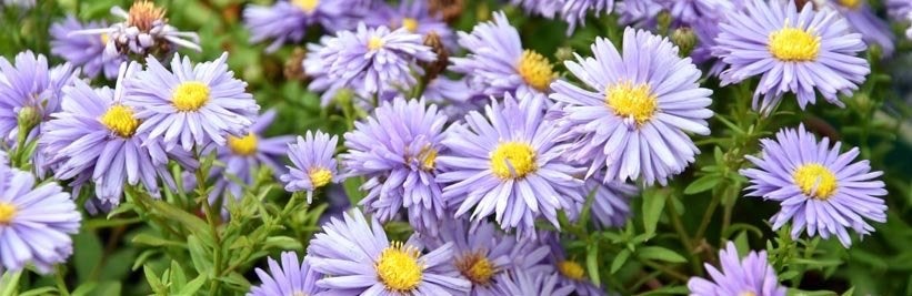 Herfstaster, lichtpaars, geel hartje, Volle zon, Vaste plant, Herfst, Ophalen