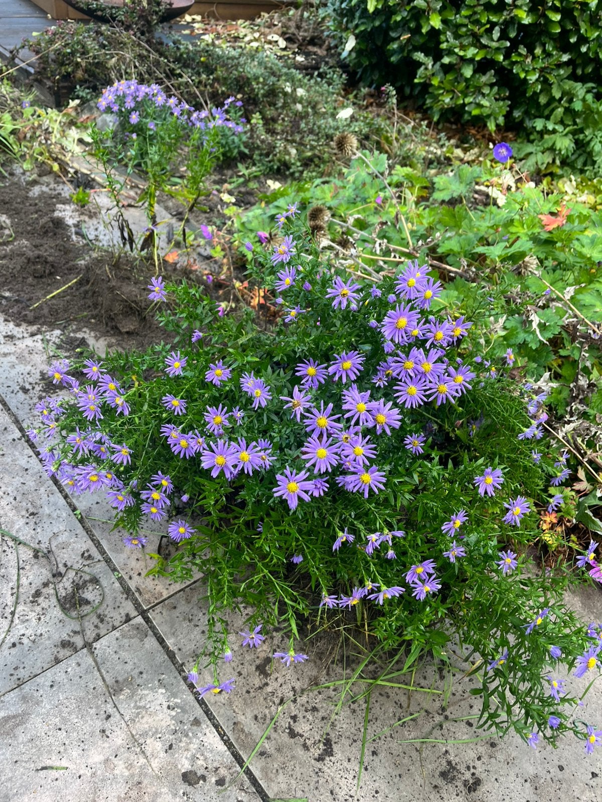 Herfstanjer, kogeldistel, knikkend nagelkruid, Tuin en Terras, Vaste plant, Halfschaduw, Zomer, Ophalen