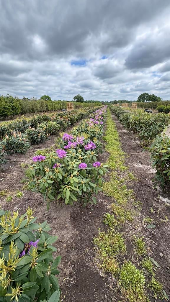 Diverse soorten en maten rhododendrons, Overige soorten, Vaste plant, Ophalen of Verzenden, Halfschaduw