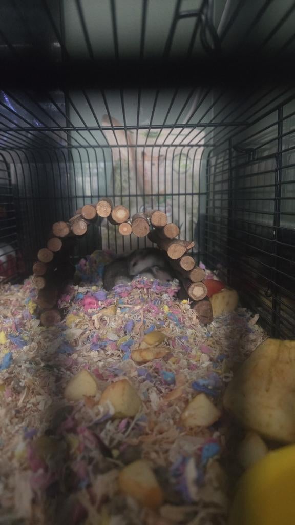 te koop dwerghamsters, Hamster, April, Meerdere dieren, Tam