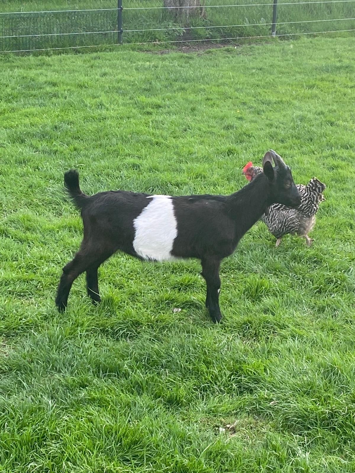 Grote bonte bokken, Dieren en Toebehoren, Schapen, Geiten en Varkens, Mannelijk, Geit