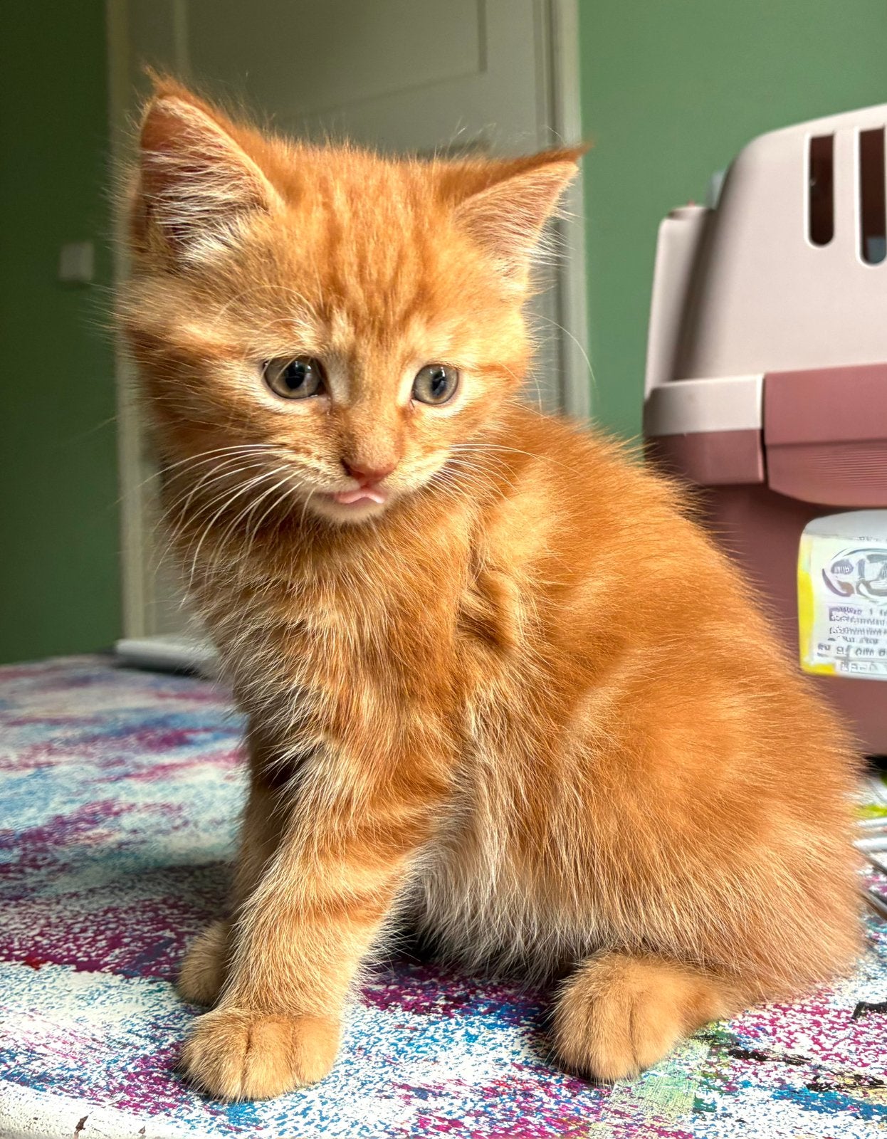 Rode katertjes kittens, Kater