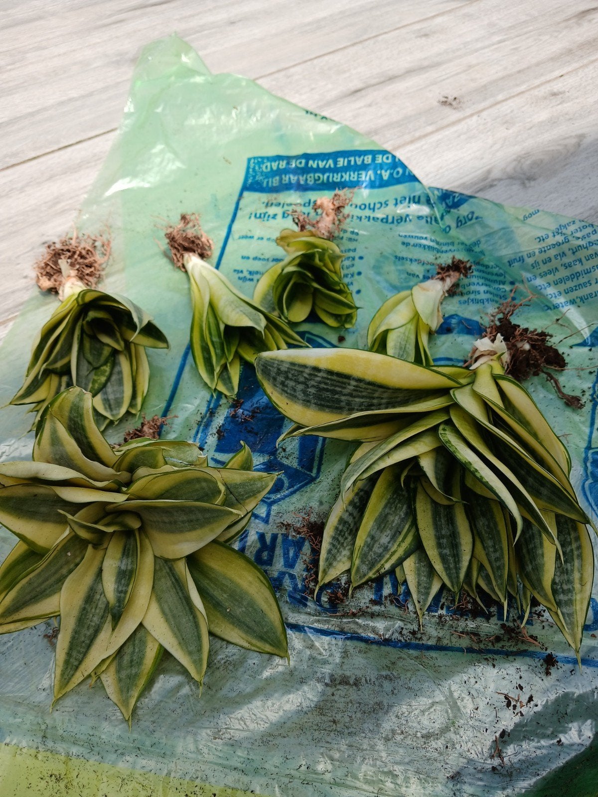 Sanseveria Trifasciata "Golden Hahnii"gratis, Huis en Inrichting, Kamerplanten, Ophalen, Halfschaduw, Minder dan 100 cm