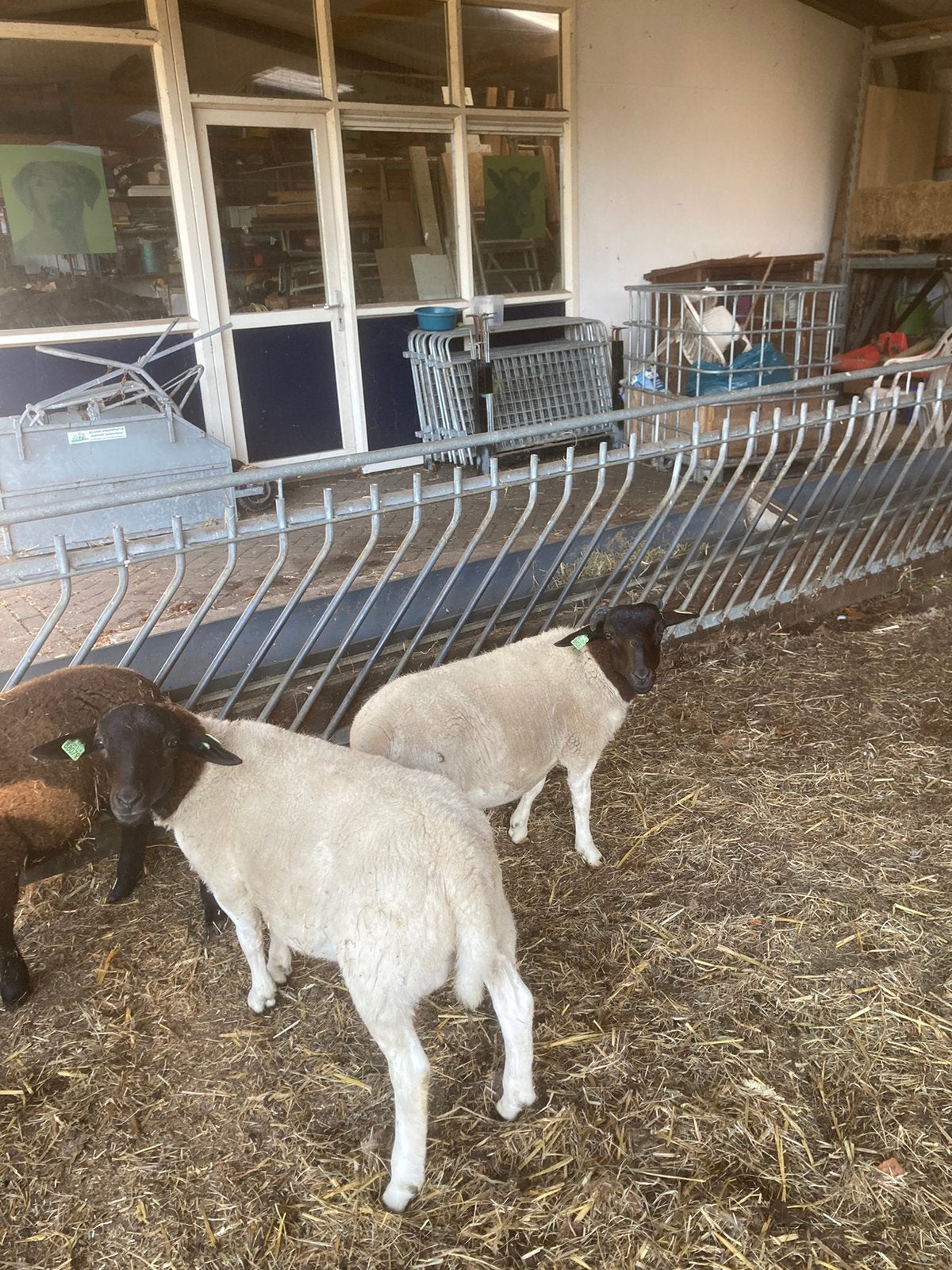 Dorper rammen 2026, Dieren en Toebehoren, Schapen, Geiten en Varkens, Mannelijk, Schaap, 0 tot 2 jaar
