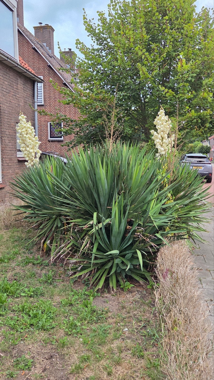 Gratis Yucca planten, Overige soorten, 100 tot 250 cm, Zomer, Ophalen