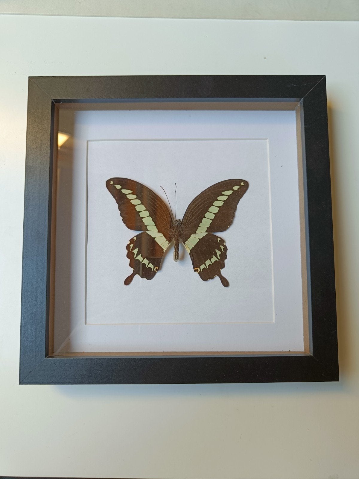 Ingelijste vlinder - Decoratieve wanddecoratie, Hout, Ophalen of Verzenden, Klassiek, Gebruikt