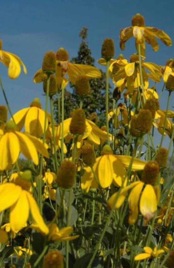 Zonnehoed ‘Rudbeckia nitida Herbstsonne’ stekken te koop, Overige soorten, Volle zon, Vaste plant, Ophalen of Verzenden