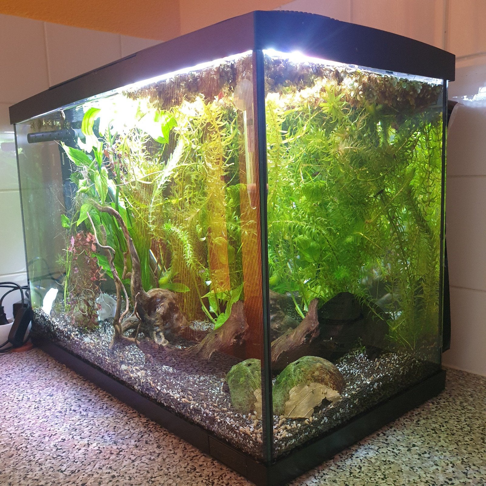 Compleet aquarium 60 liter superfish start 70., Ophalen, Zo goed als nieuw, Gevuld zoetwateraquarium