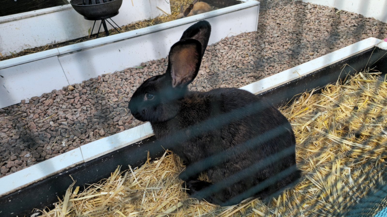 15€, Dieren en Toebehoren, Konijnen, Groot, Vrouwelijk