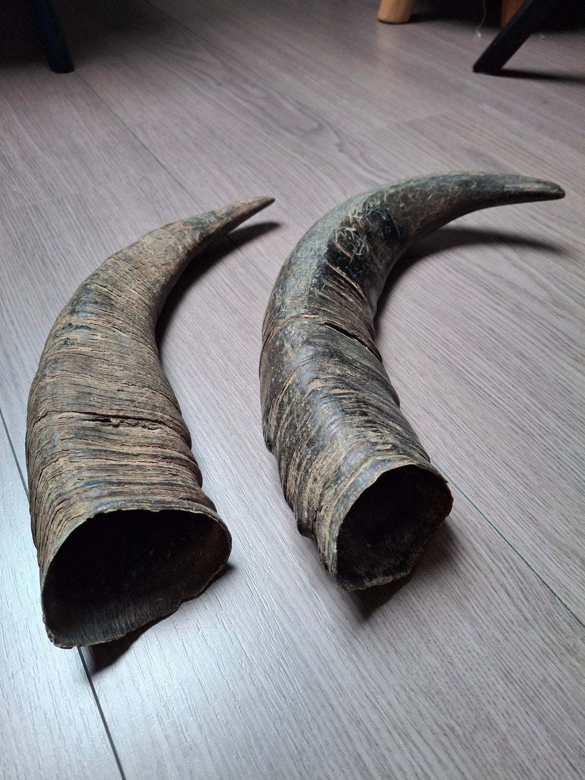 Decoratieve echte hoorns, Ophalen of Verzenden