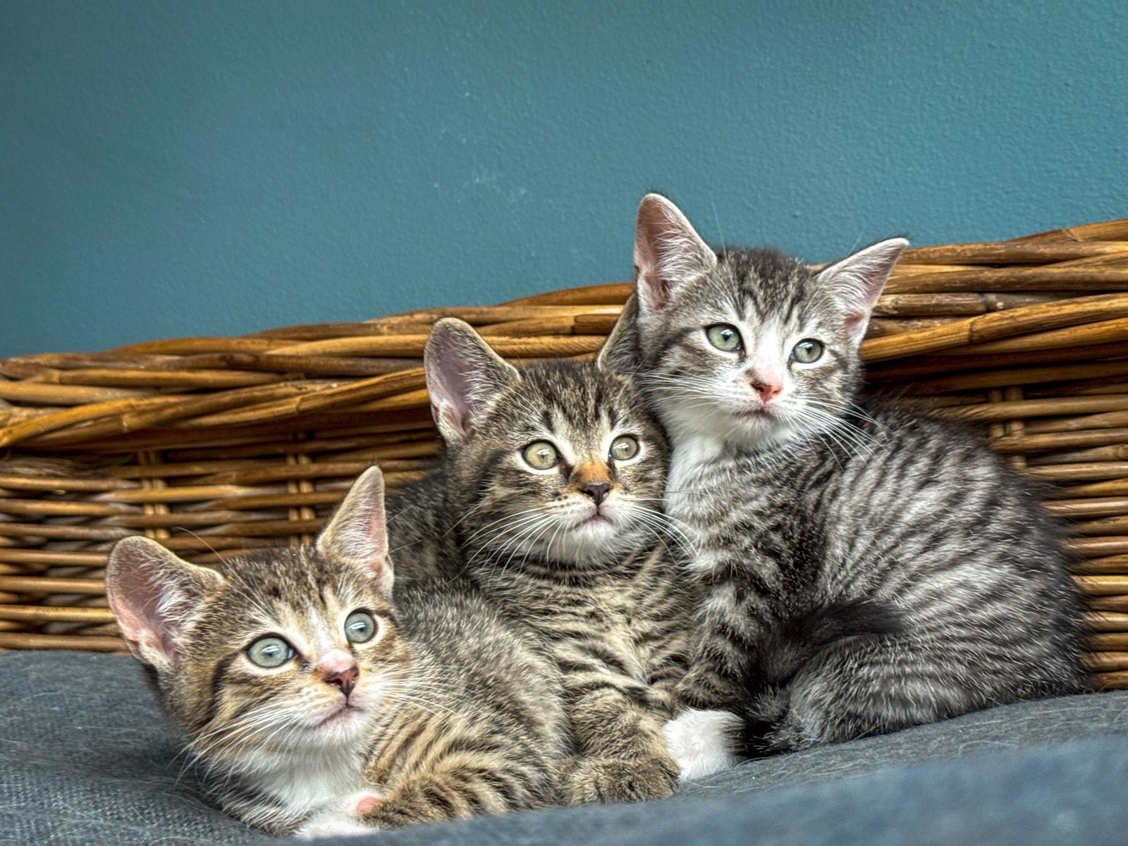 Speelse kittens kruising Ragdoll, Meerdere dieren, Kortharig, 0 tot 2 jaar