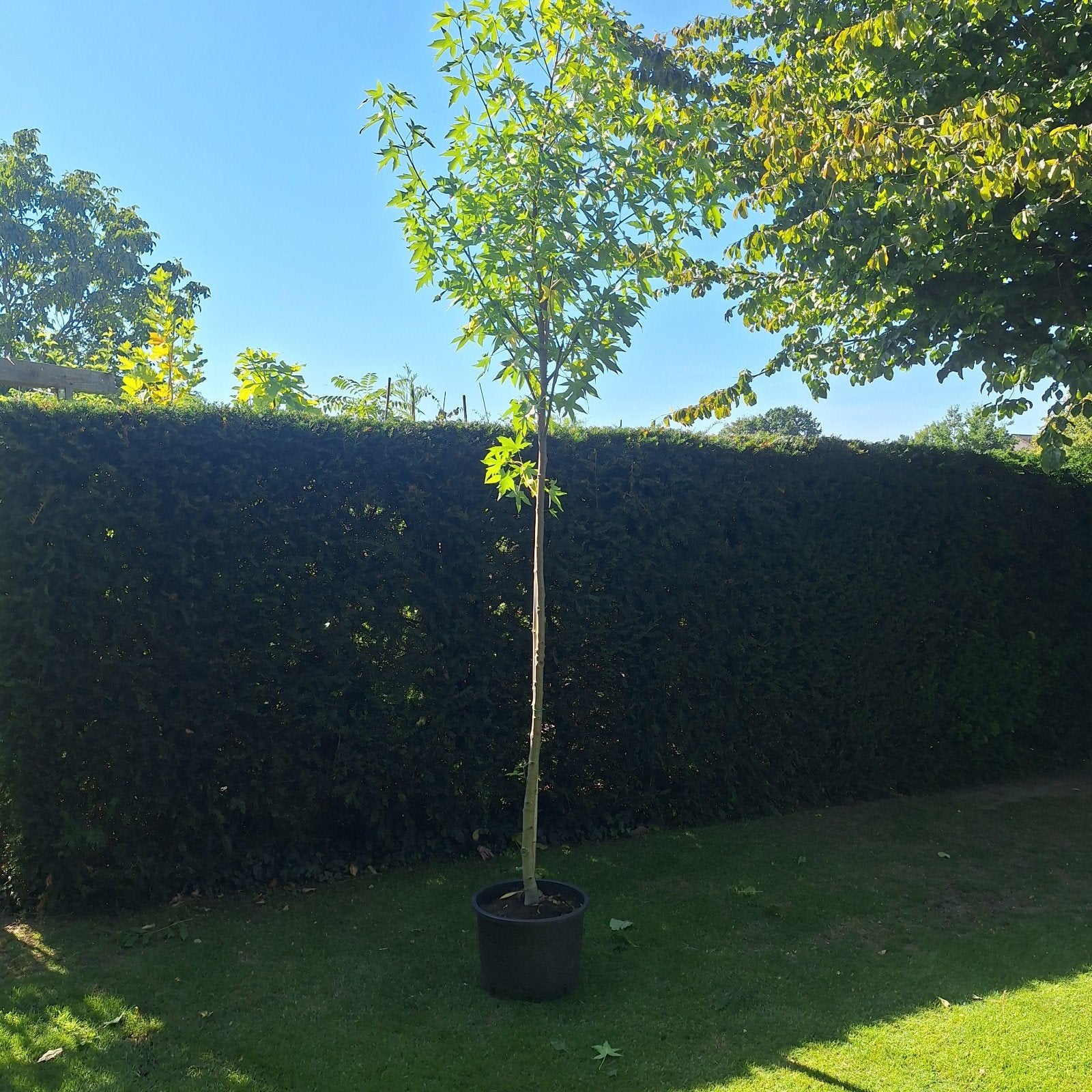Amberboom 400cm - Liquidambar styraciflua, Tuin en Terras, Planten | Bomen, Ophalen, Volle zon, Overige soorten