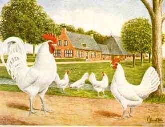 KIPPEN WITTE FRIESE HOEN HENNEN GROOT, Vrouwelijk, Kip