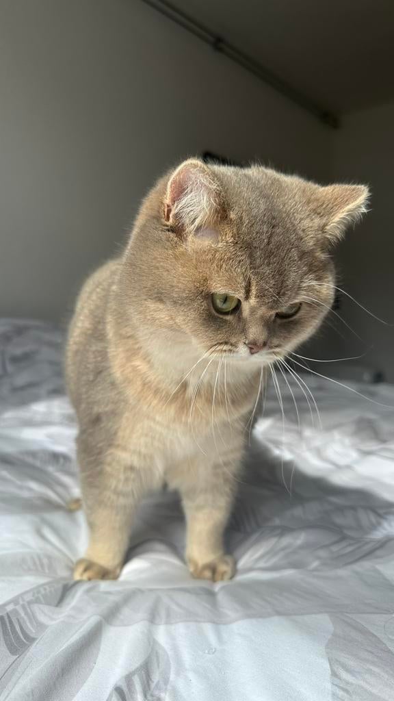 British shorthair DEKKATER!, Dieren en Toebehoren
